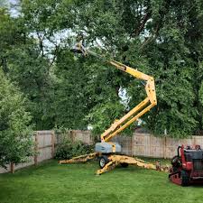 Best Palm Tree Trimming  in Defiance, OH