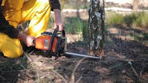 Best Lawn Disease Treatment  in Defiance, OH