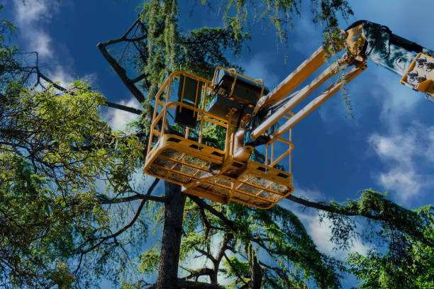 Best Hazardous Tree Removal  in Defiance, OH