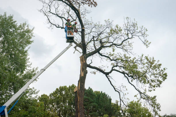 Best Fruit Tree Pruning  in Defiance, OH