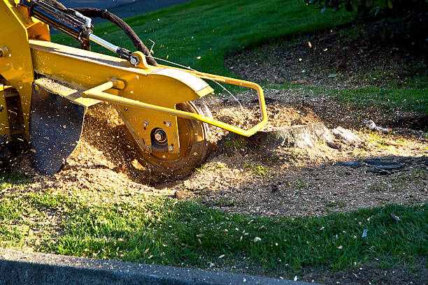 Best Weed Control  in Defiance, OH