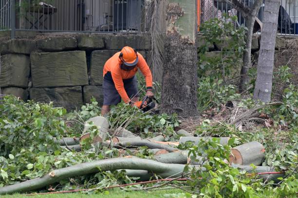 Best Tree Removal  in Defiance, OH